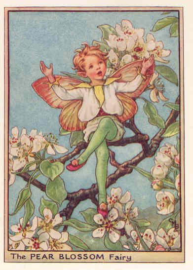 PEAR BLOSSOM FAIRY