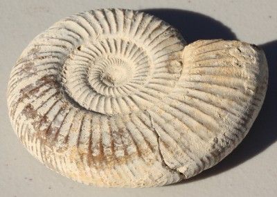   Perisphinctes AMMONITE Jurassic Fossil 150 million years old  