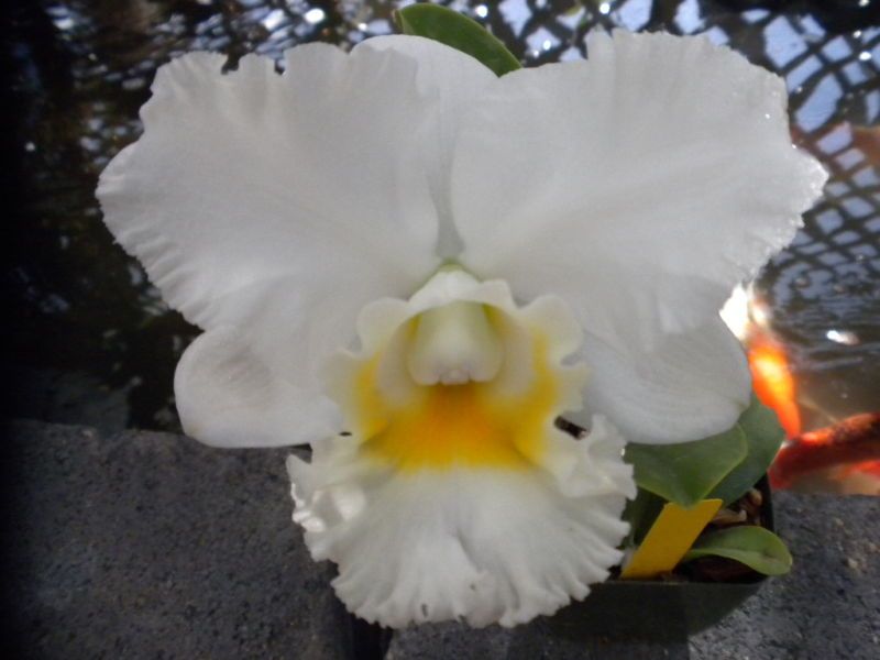 BIN Blc. Tsiku Orpheus Fu Cai NEW  Japan Cattleya  