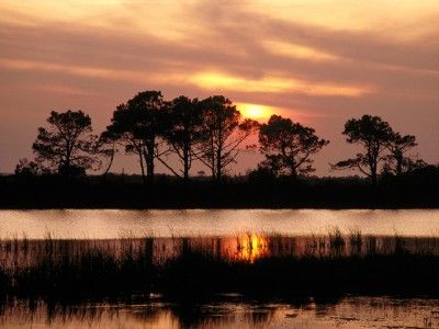 Nature Poster 18X24 Outer Banks North Carolina #104  