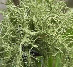 Usnea lichen, Native digestive antibiotic bulk herb 1oz  