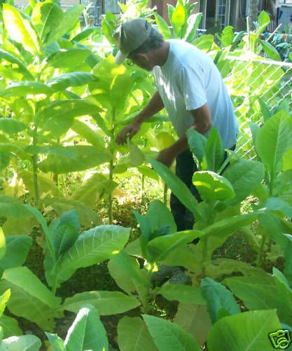 Walkers Broadleaf Tobacco Seed~ 250+ seeds~  