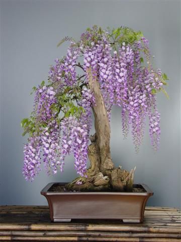   Purple Japanese Wisteria plant, 12 24 tall in a one gallon container
