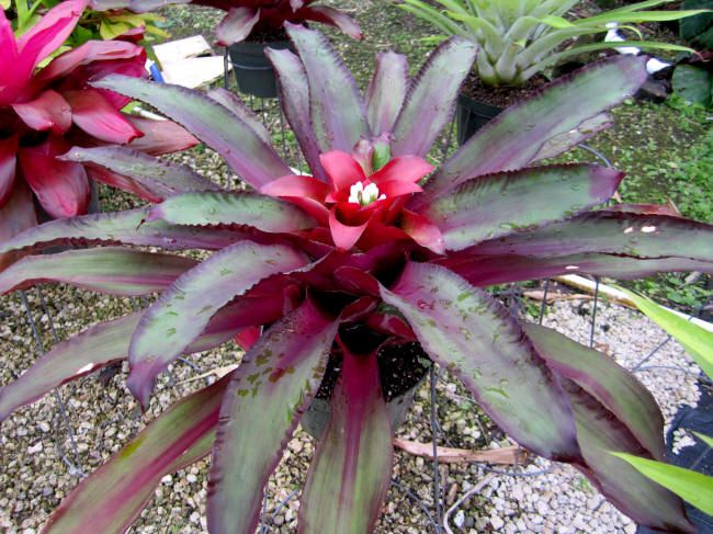 BROMELIAD Nidularium MIDNIGHT Beautiful Foliage  