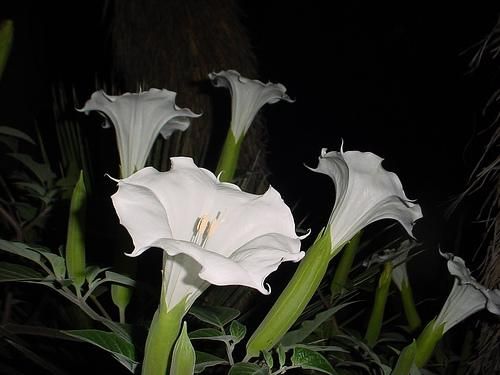 DATURA WHITE ~*INOXIA *~ SEED  