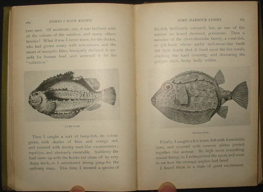 1905 ANGLING SPORT FISHING OCEAN FISH INDUSTRY ETC  