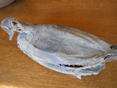 Antique Vintage Cloth Duck Decoy~VERY Primitive & VERY RARE Expanding 